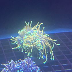 Torch Hammer Welso Blasto Acro 