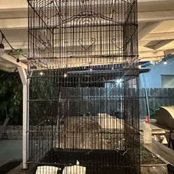 Bird Cage 