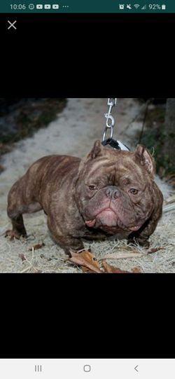 Pet portraits for gifts