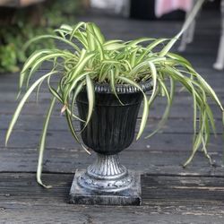 $8 Spider Plant