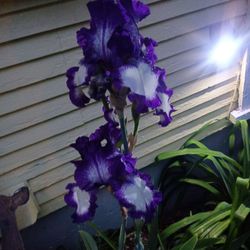 Heirloom rare iris bulb