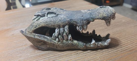 Alligator Skull *Fish Tank* Thumbnail