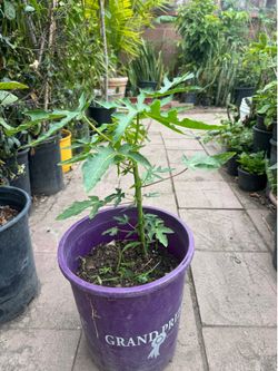 Dwarf papaya