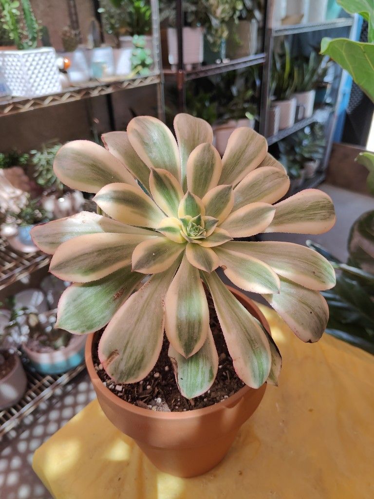 Sunburst Succulent Flower 