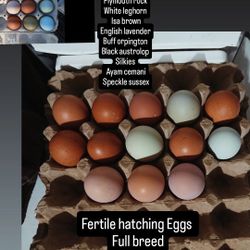 Fertile  Blanquillo Pa Incubar Fertile Eggs Full Breed