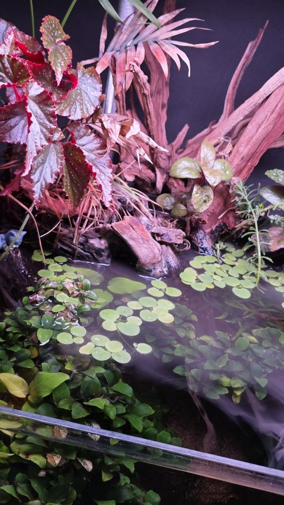 Aquarium  Frogbit Floating Plant