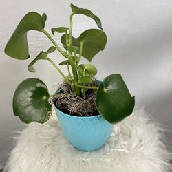 Housplants