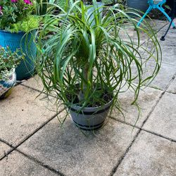 Ponytail, Palm, And Container 1 Gallon And A Half