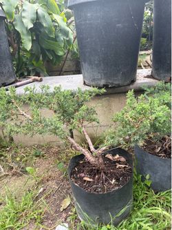 Dwarf Japanese Garden Juniper