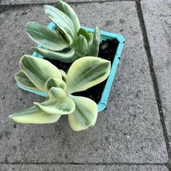 Variegated Jade Plant