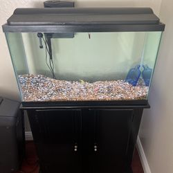 Fish Tank Set Up