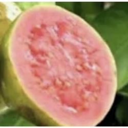 Pink Guava Trees 4F The Tall $40 Each Price Firm 