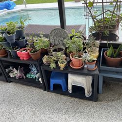 Plant sale Price By Size