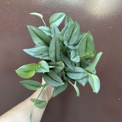 6” Scindapsus Moonlight