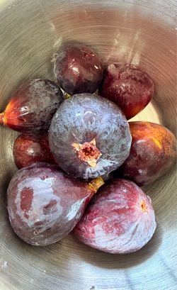 First Time Growing Figs? Start Here!