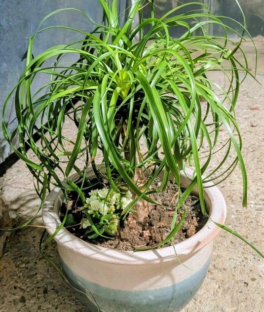 House Tree (Ponytail Tree) Very Healthy I Have A Small Flowering Kalancho With It Too