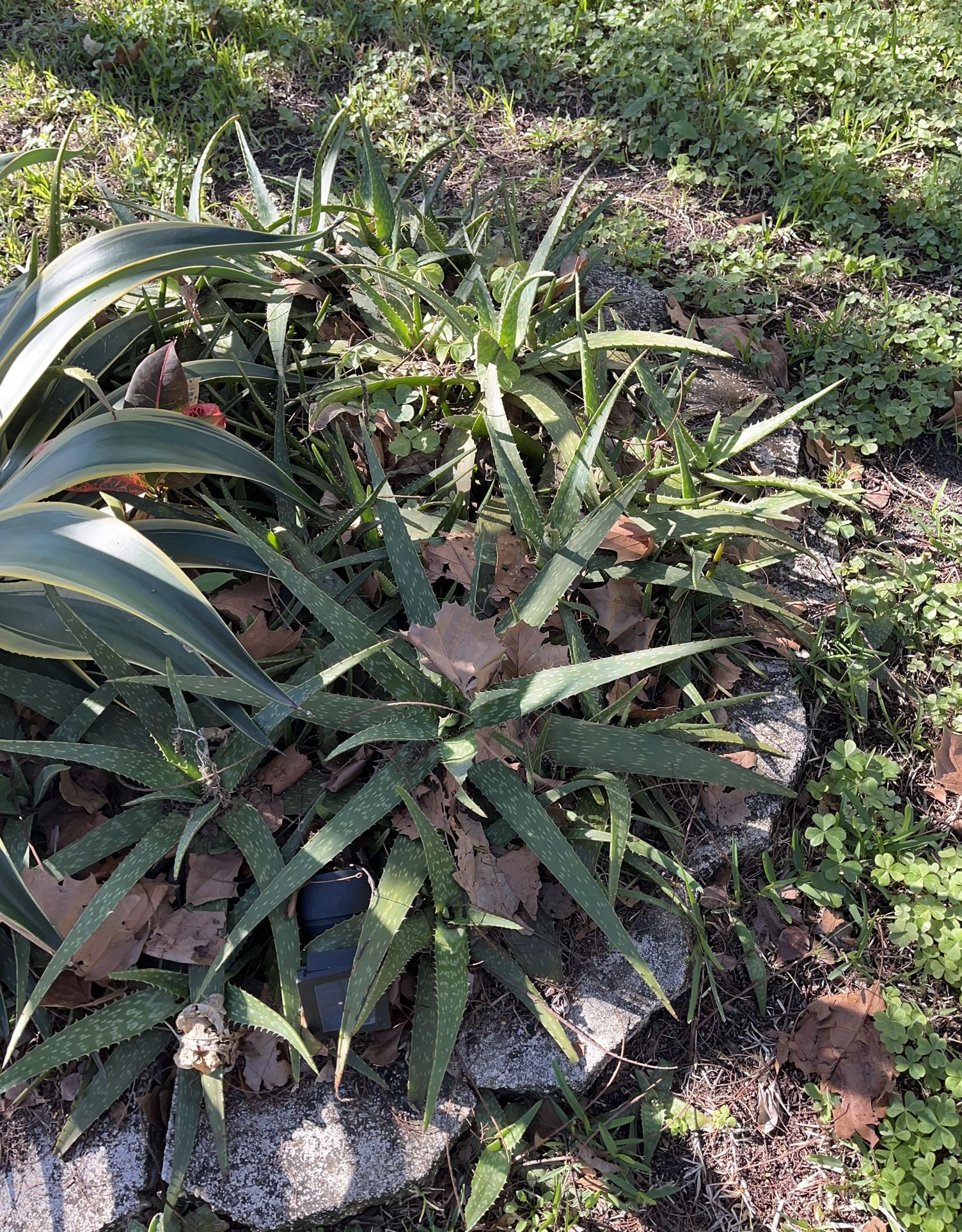 Succulents