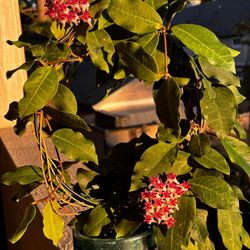 Hoya Patricia 