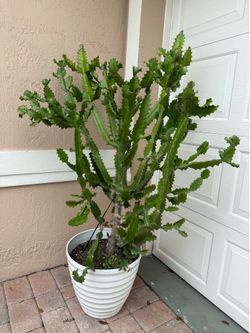Dragon bones/ 🌵 cactus