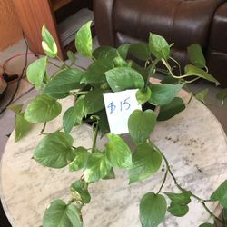 Different Kind of Plants For Sale  Price Are On Each One Of Them ! Big Over 7 Feet  Avocados $25 Each 