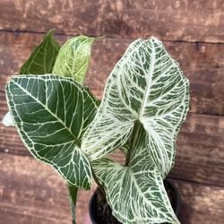 Batik (Syngonium podophyllum)