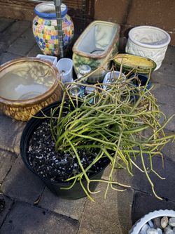 Fire stick plant