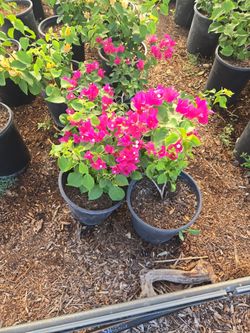 5 gallon bougainvillea
