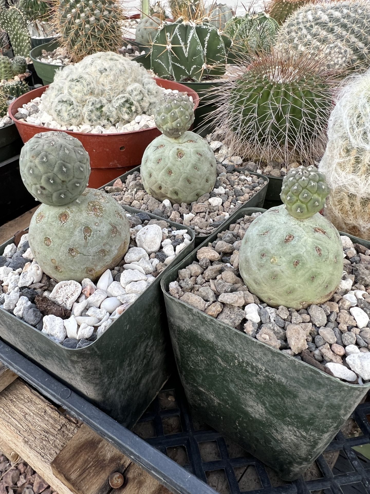Tephrocactus geometricus - Golfball / Snowman cactus - 4inch Pot - Two Balls