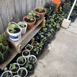 Plant For Sale