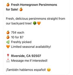 Persimmons Hachiya