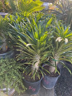 Madagascar palms in 5 gallon pots $45 each