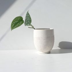 Lush Trailing Silver Satin Pothos Plant/ House Plant/ Indoor Plant 