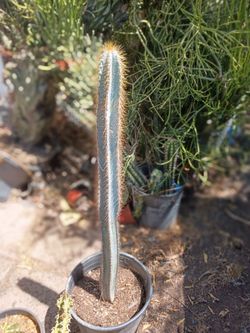 Blue torch cactus plant