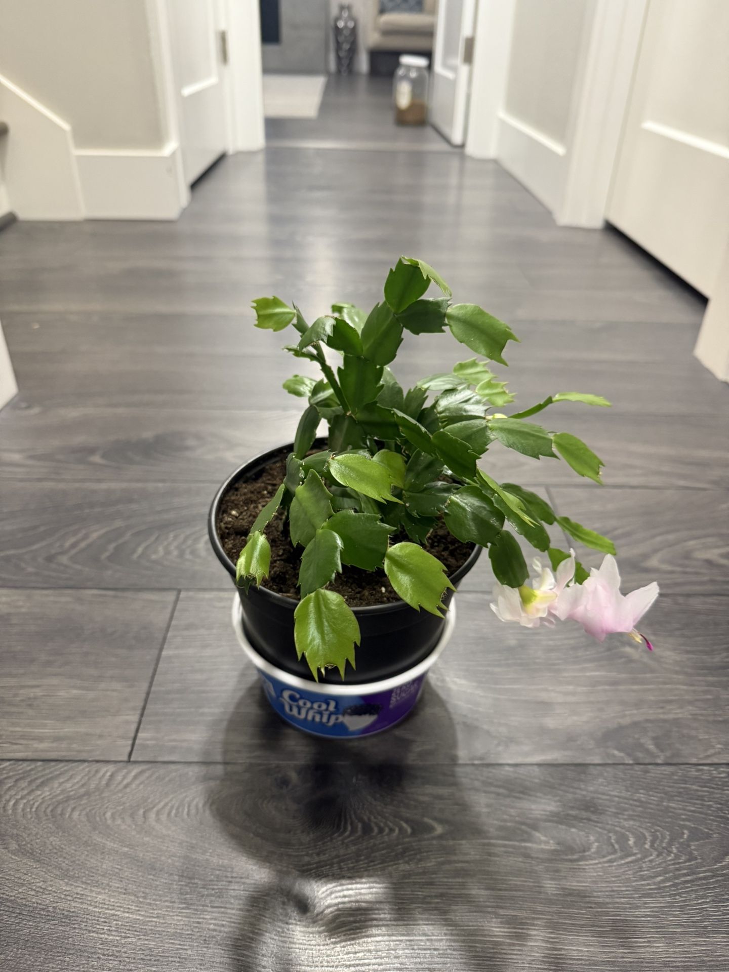 Thanksgiving Cactus Blooming In Pot Indoor Plant Beautiful 