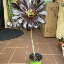 Black Rose Succulent Plant