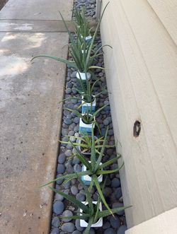 FREE Aloe Vera FREE