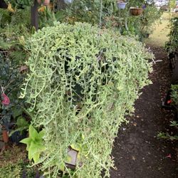 String Of Dolphins Plant 