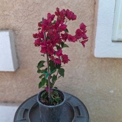 Bougainvillea 