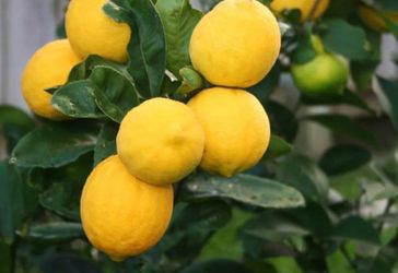 Meyer   Lemon  Tree