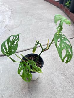 Swiss Cheese Indoor Plant