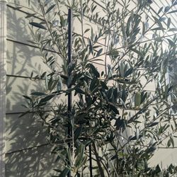   Tree Organic Olive  Price Negotiable 