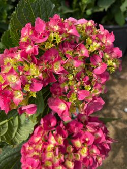 Hydrangeas