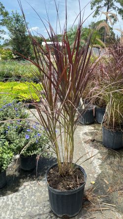 Red Fountain Grass - 3 Gallons