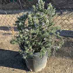 Rosemary Bush