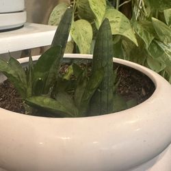 Sansevieria Boncel Fingers $10