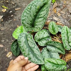 Scindapsus Pothos Plant