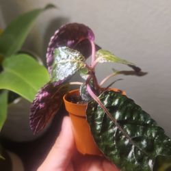 Purple Waffle Plant(Hemigraphis alternata)

