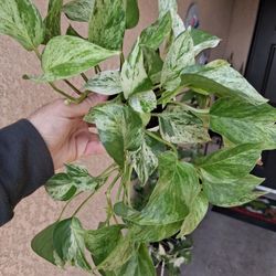 Small Marble Queen Pothos Plant $15