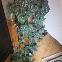 Scindapsus pictus argyraeus cutting 