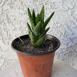 6 Inch Pot Succulent Plant- Aloe Perfoliata - Mitra Aloe - Live Succulent - Rooted & Established - Drought Resistant 🪴